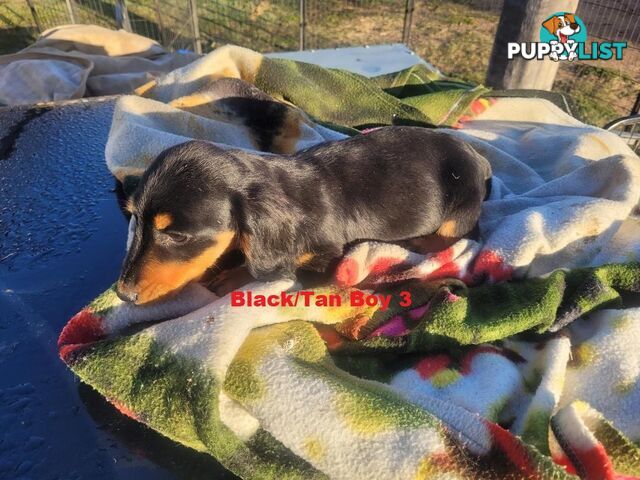 Miniature Dachshund Puppies -  Rare Black & Cream Pups. Arriving In store 14 & 21 August At Puppy Palace Pet Shop, Loganholme. 07 3808-2880
