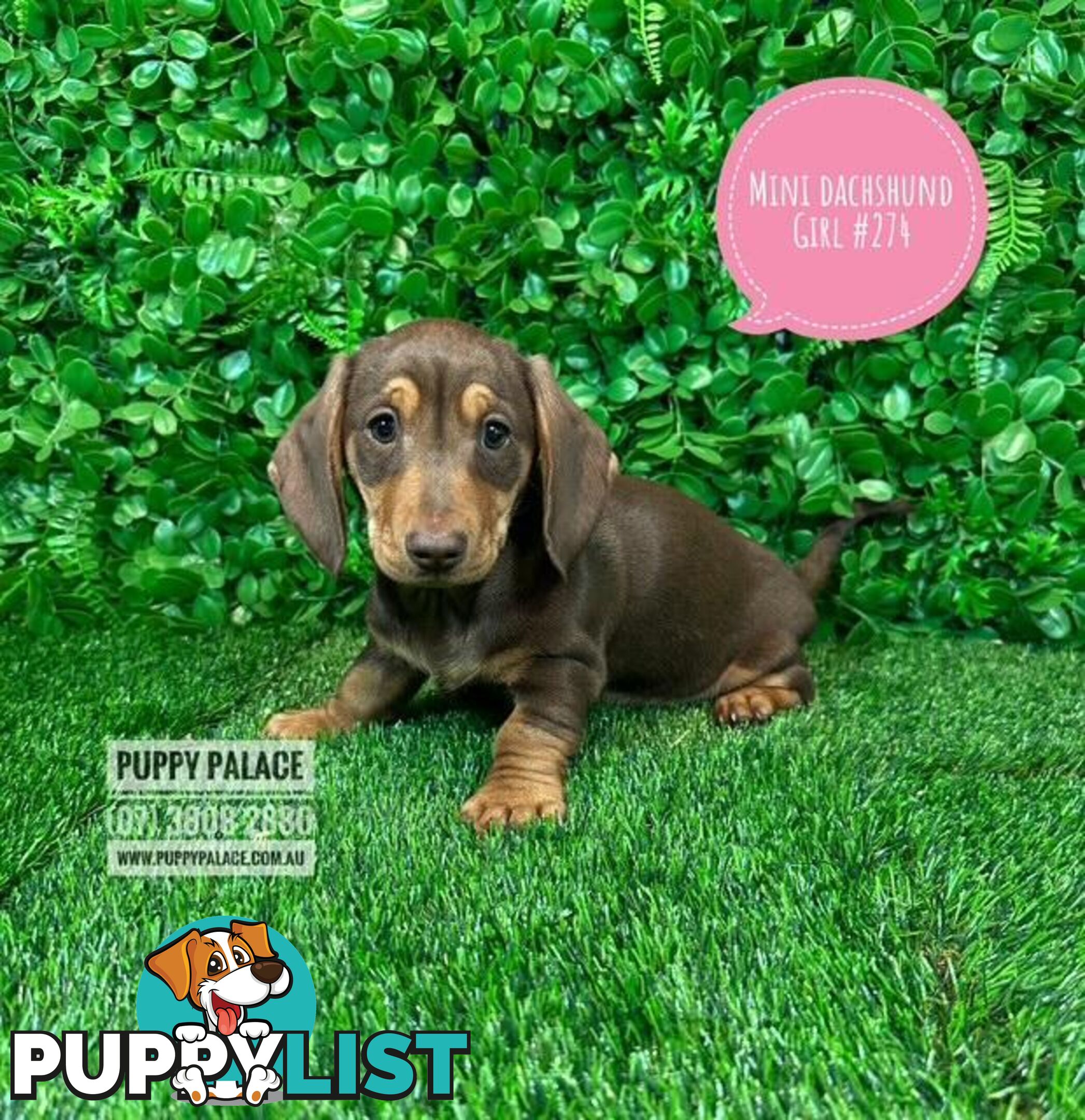 Miniature Dachshund Puppies -  In store NOW At Puppy Palace Pet Shop, Underwood. 07 3808-2880