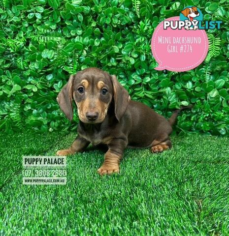 Miniature Dachshund Puppies -  In store NOW At Puppy Palace Pet Shop, Underwood. 07 3808-2880