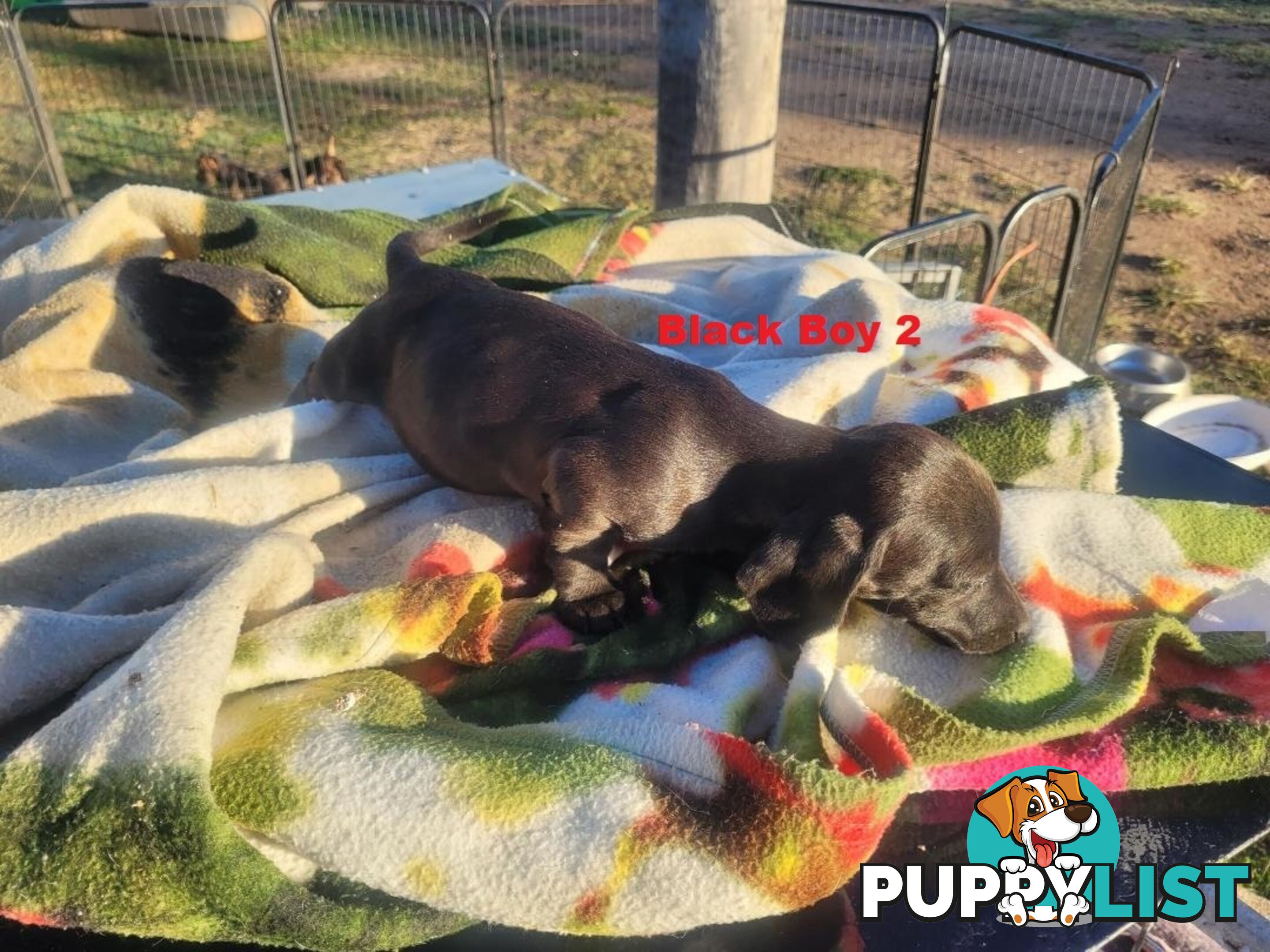 Miniature Dachshund Puppies -  Rare Black & Cream Pups. Arriving In store 14 & 21 August At Puppy Palace Pet Shop, Loganholme. 07 3808-2880