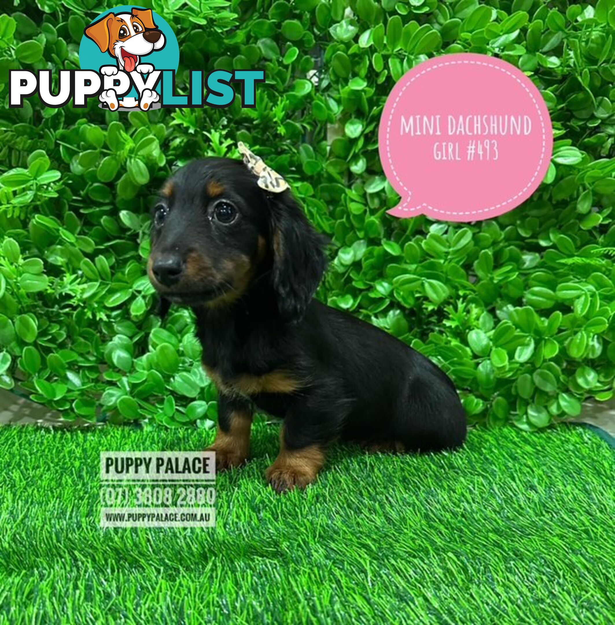 Miniature Dachshund Puppies -  In store Now At Puppy Palace Pet Shop, Loganholme. 07 3808-2880