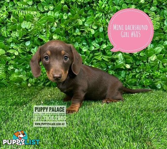 Miniature Dachshund Puppies -  In store NOW At Puppy Palace Pet Shop, Underwood. 07 3808-2880