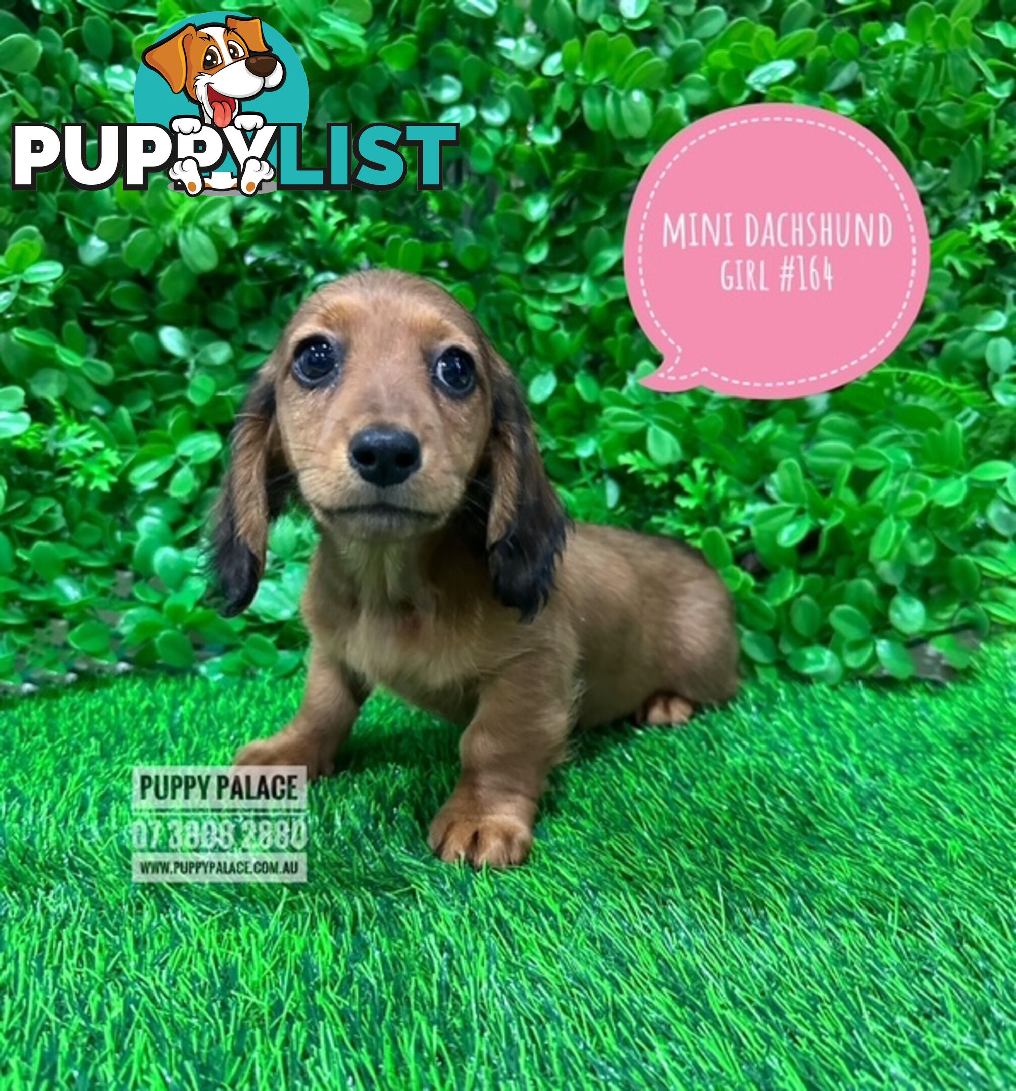 Miniature Dachshund Puppies -  In store Now At Puppy Palace Pet Shop, Loganholme. 07 3808-2880