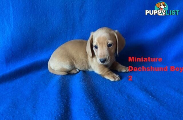 Miniature Dachshund Puppies -  Rare Black & Cream Pups. Arriving In store 14 & 21 August At Puppy Palace Pet Shop, Loganholme. 07 3808-2880