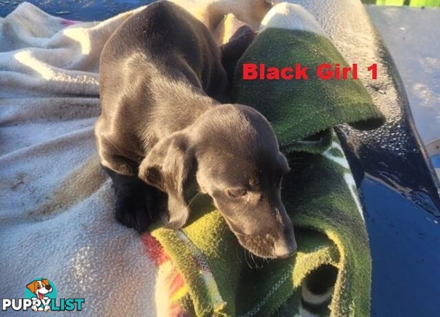 Miniature Dachshund Puppies -  Rare Black & Cream Pups. Arriving In store 14 & 21 August At Puppy Palace Pet Shop, Loganholme. 07 3808-2880