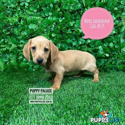 Miniature Dachshund Puppies -  In store NOW At Puppy Palace Pet Shop, Underwood. 07 3808-2880