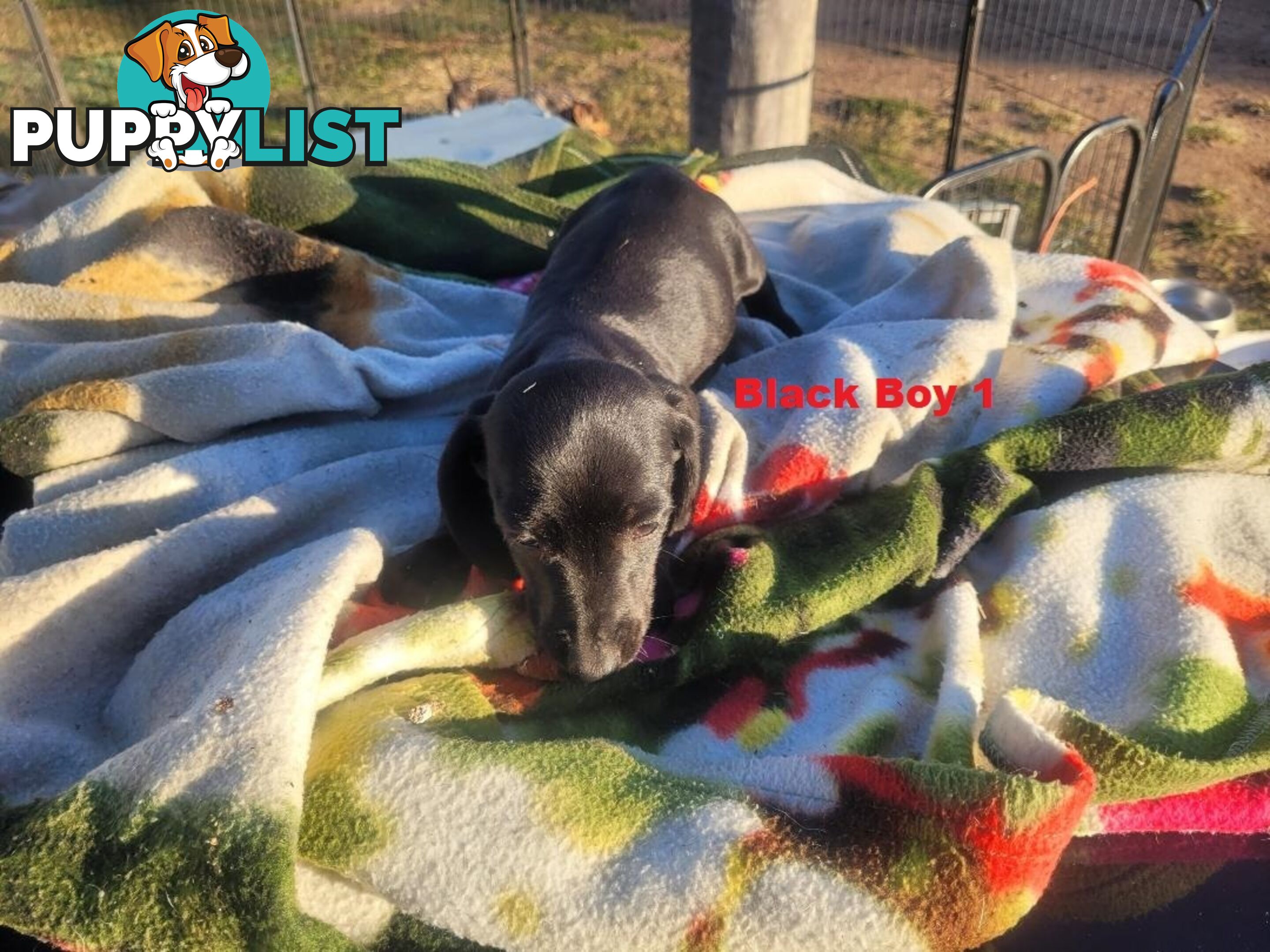 Miniature Dachshund Puppies -  Rare Black & Cream Pups. Arriving In store 14 & 21 August At Puppy Palace Pet Shop, Loganholme. 07 3808-2880
