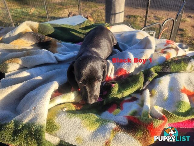 Miniature Dachshund Puppies -  Rare Black & Cream Pups. Arriving In store 14 & 21 August At Puppy Palace Pet Shop, Loganholme. 07 3808-2880