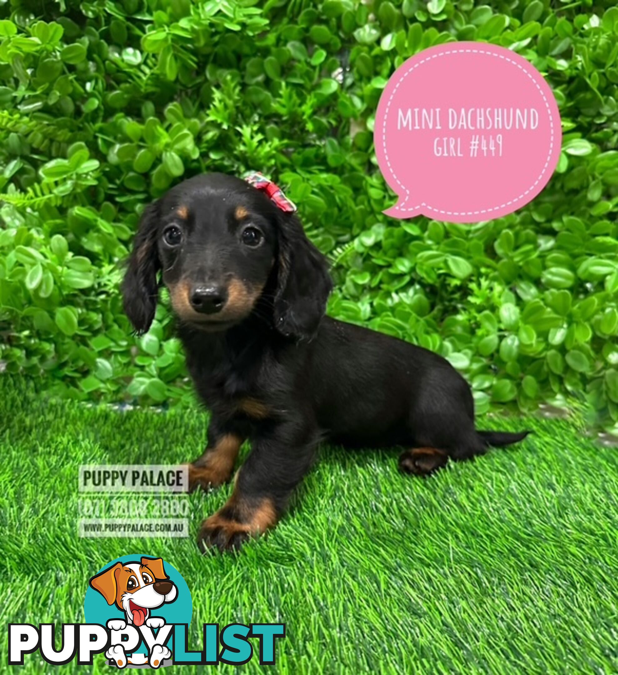 Miniature Dachshund Puppies -  In store Now At Puppy Palace Pet Shop, Loganholme. 07 3808-2880