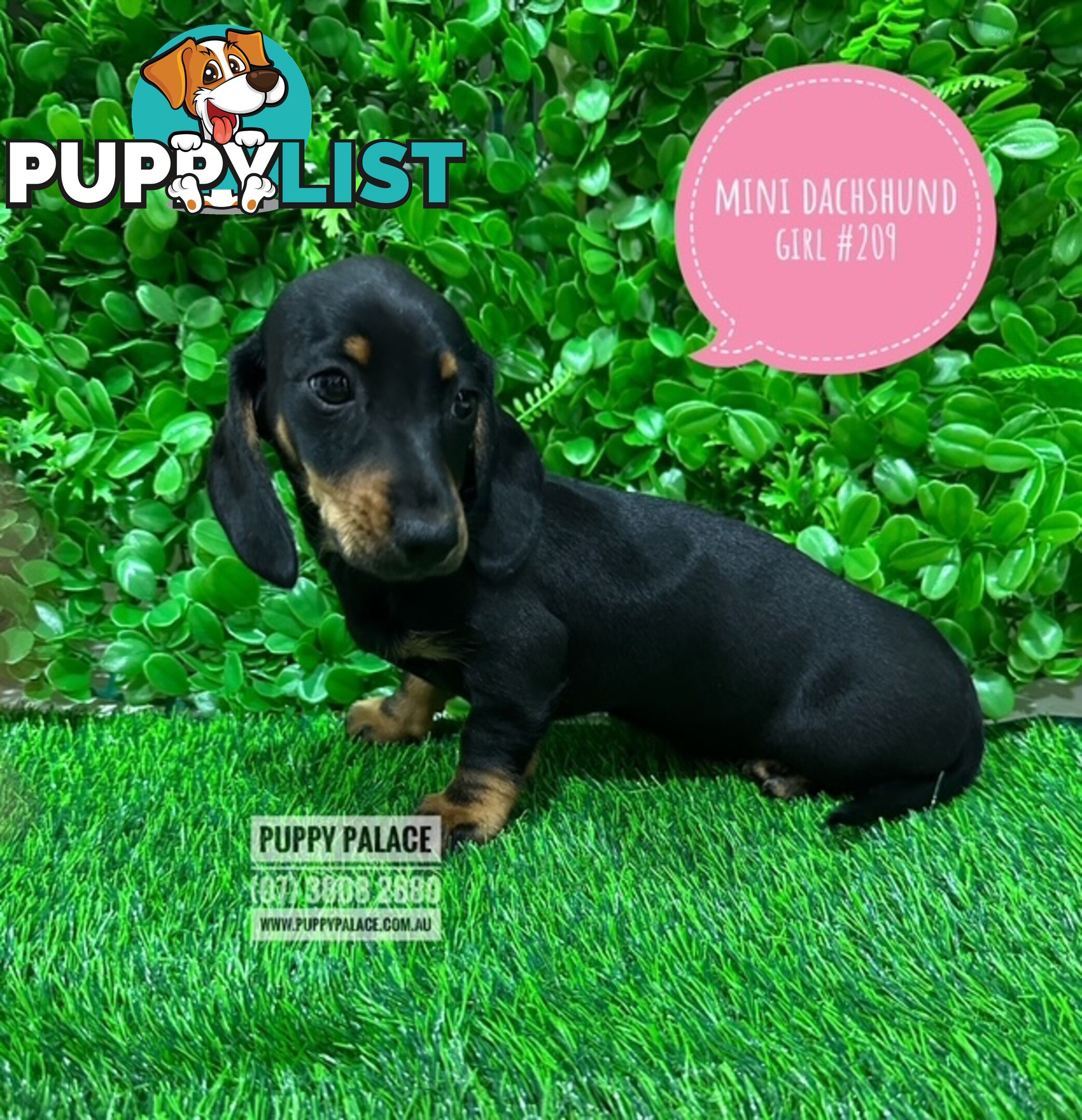 Miniature Dachshund Puppies -  In store Now At Puppy Palace Pet Shop, Loganholme. 07 3808-2880