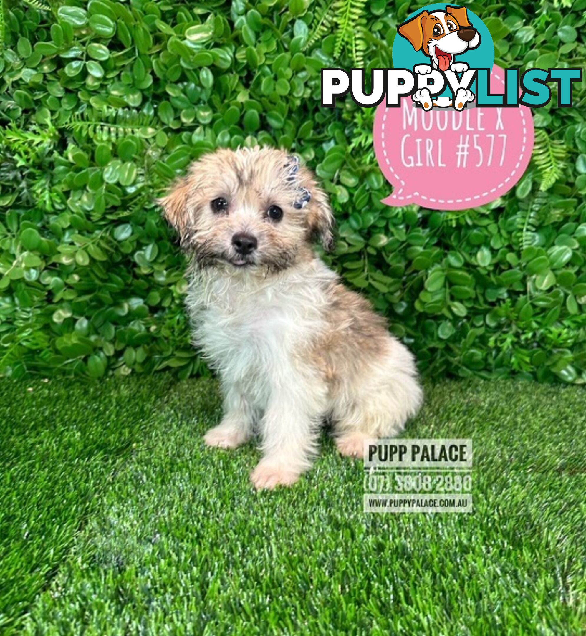 Moodle (Maltese/Toy Poodle) X Puppies -  At Puppy Palace Pet Shop, Underwood. 