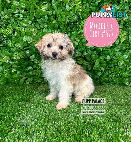 Moodle (Maltese/Toy Poodle) X Puppies -  At Puppy Palace Pet Shop, Underwood. 