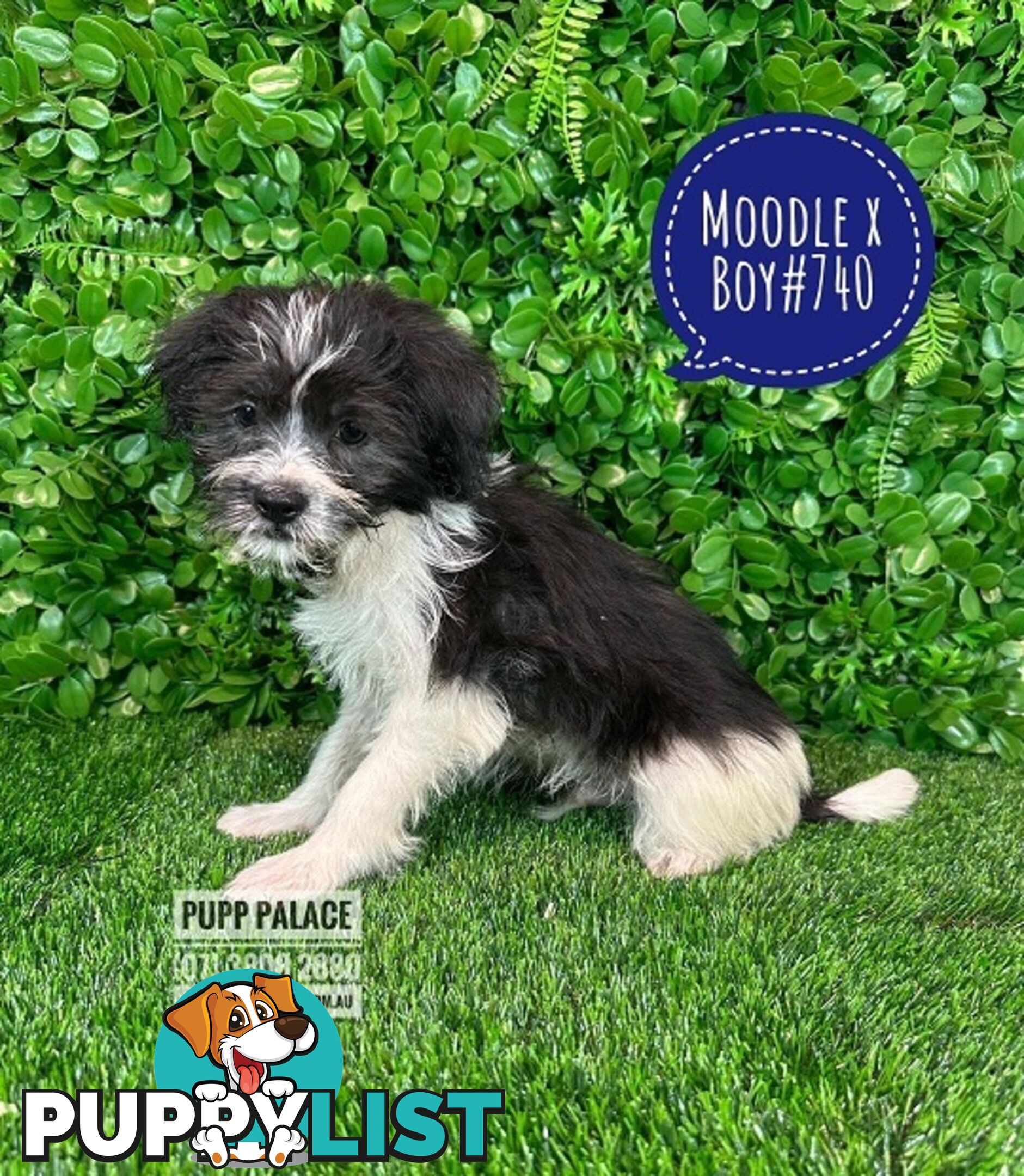 Moodle (Maltese/Toy Poodle) X Puppies -  At Puppy Palace Pet Shop, Underwood. 