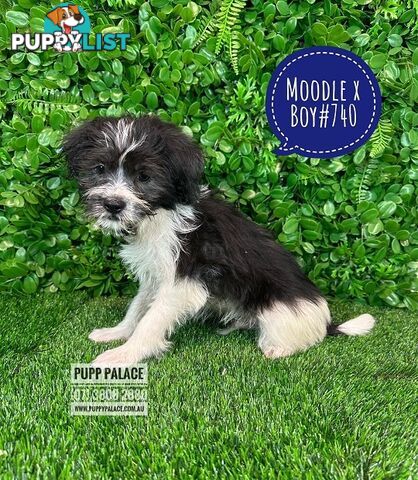 Moodle (Maltese/Toy Poodle) X Puppies -  At Puppy Palace Pet Shop, Underwood. 07 38082880