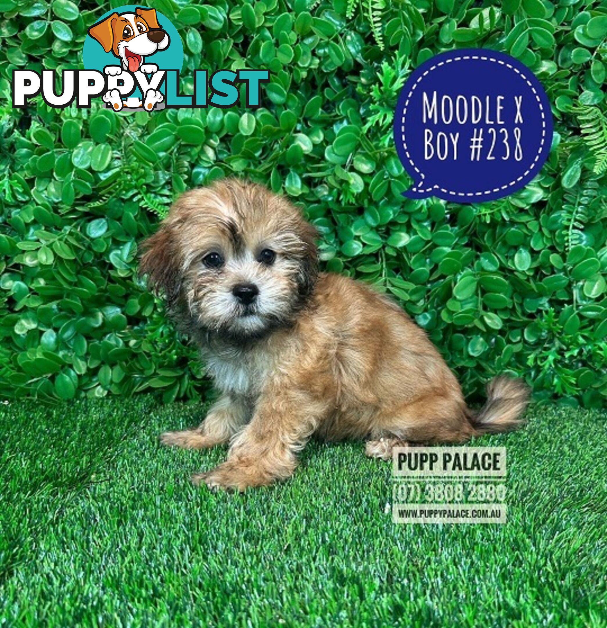 Moodle (Maltese/Toy Poodle) X Puppies -  At Puppy Palace Pet Shop, Underwood. 