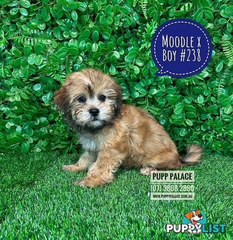 Moodle (Maltese/Toy Poodle) X Puppies -  At Puppy Palace Pet Shop, Underwood. 