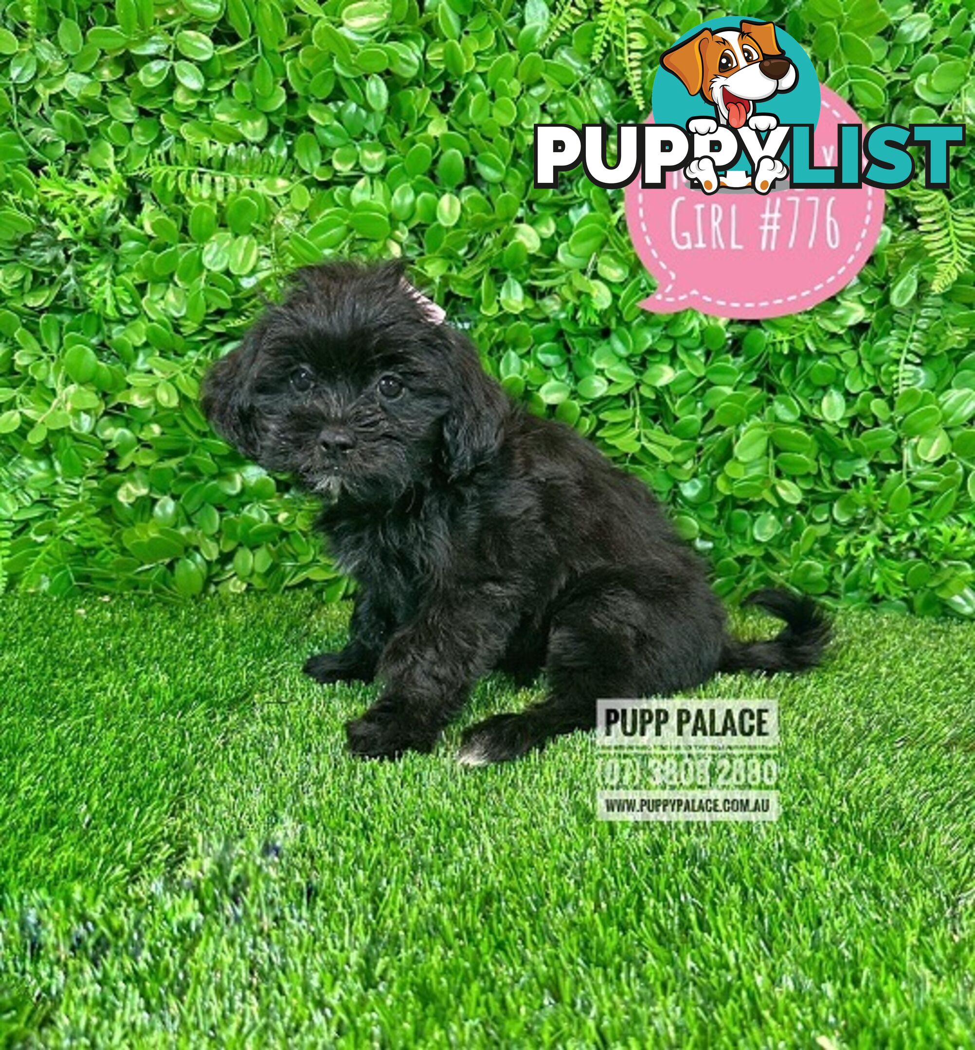 Moodle (Maltese/Toy Poodle) X Puppies -  At Puppy Palace Pet Shop, Underwood. 