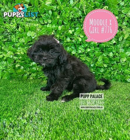 Moodle (Maltese/Toy Poodle) X Puppies -  At Puppy Palace Pet Shop, Underwood. 