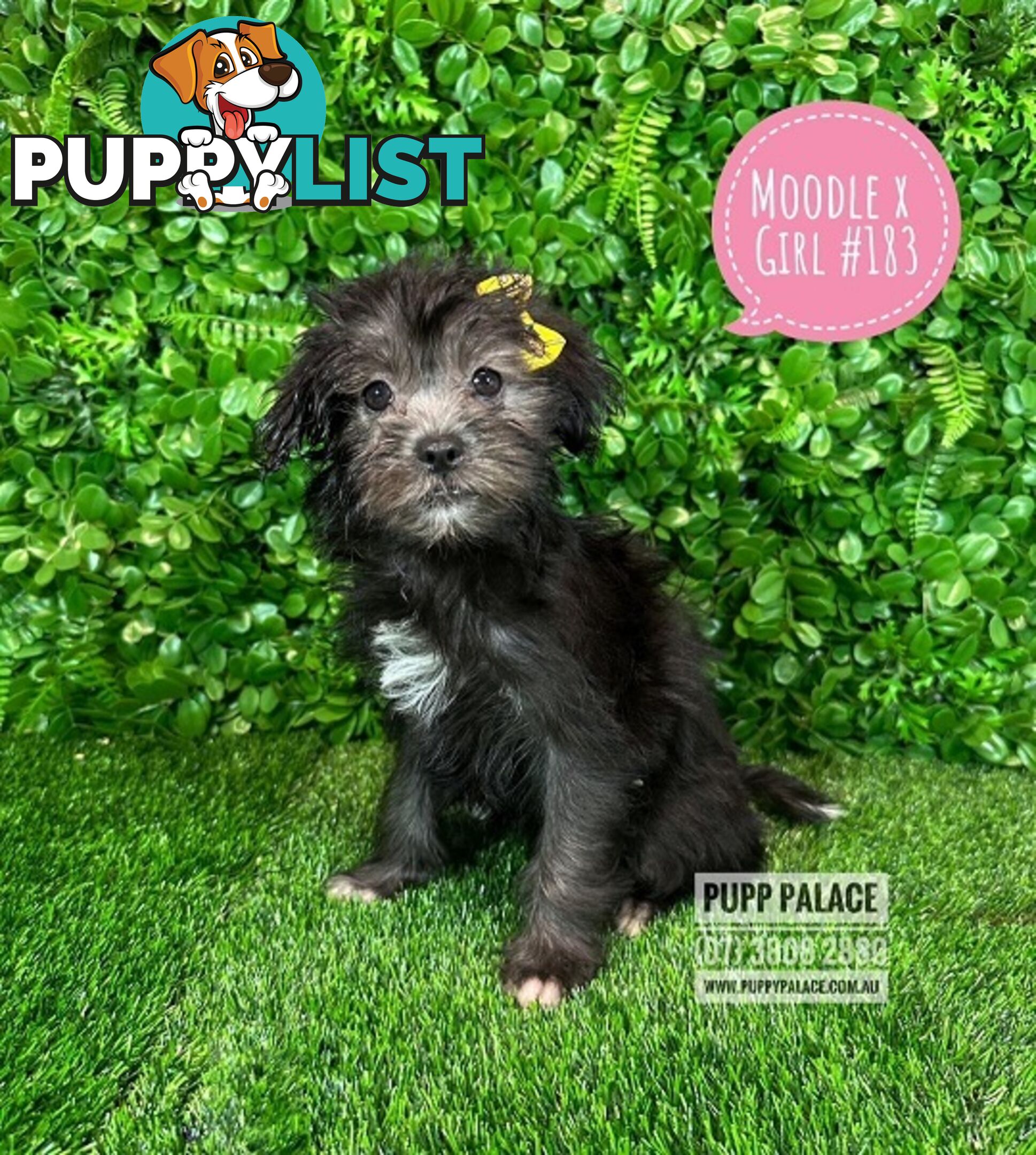 Moodle (Maltese/Toy Poodle) X Puppies -  At Puppy Palace Pet Shop, Underwood. 