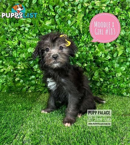 Moodle (Maltese/Toy Poodle) X Puppies -  At Puppy Palace Pet Shop, Underwood. 