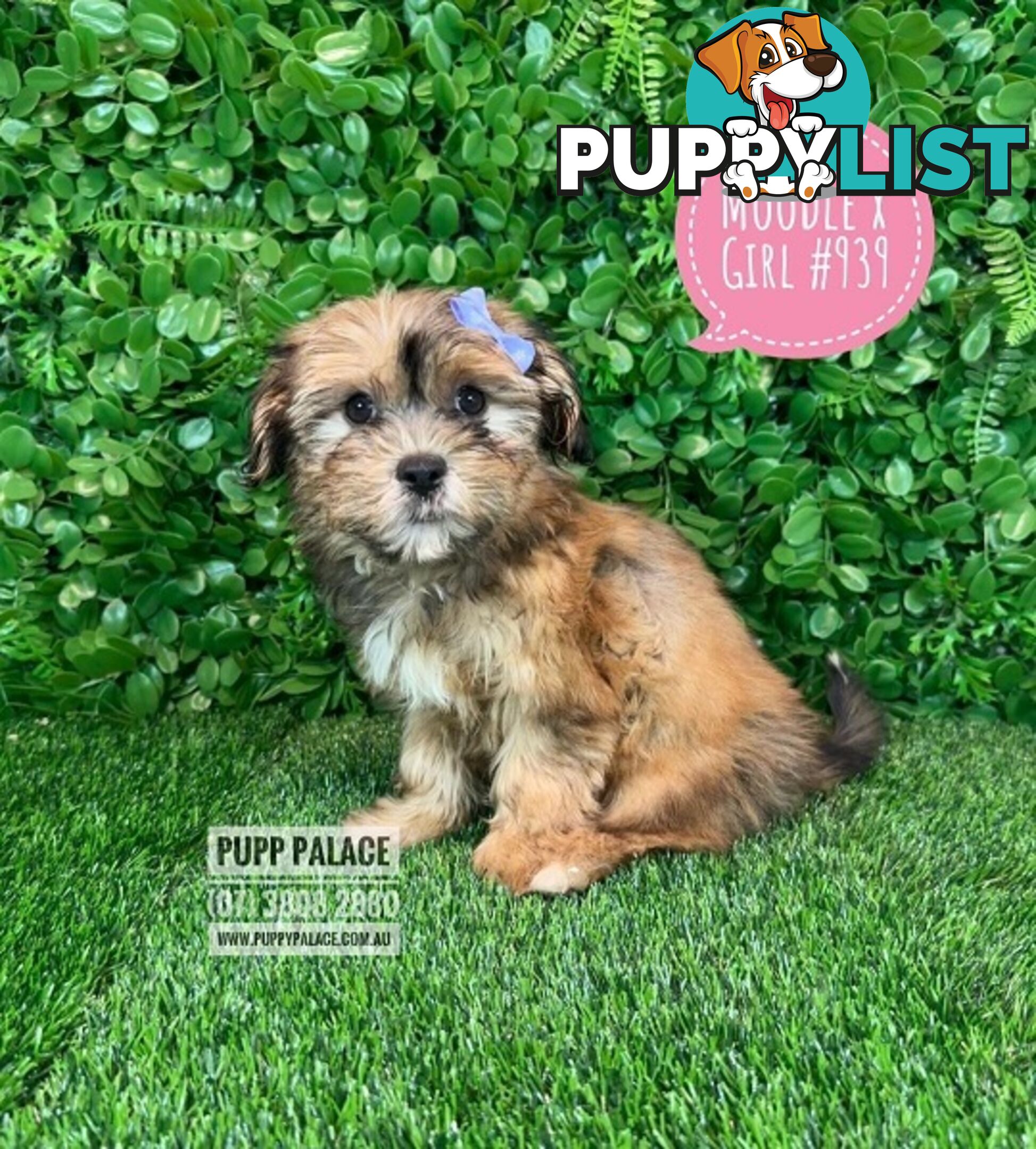 Moodle (Maltese/Toy Poodle) X Puppies -  At Puppy Palace Pet Shop, Underwood. 