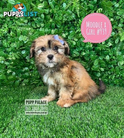 Moodle (Maltese/Toy Poodle) X Puppies -  At Puppy Palace Pet Shop, Underwood. 