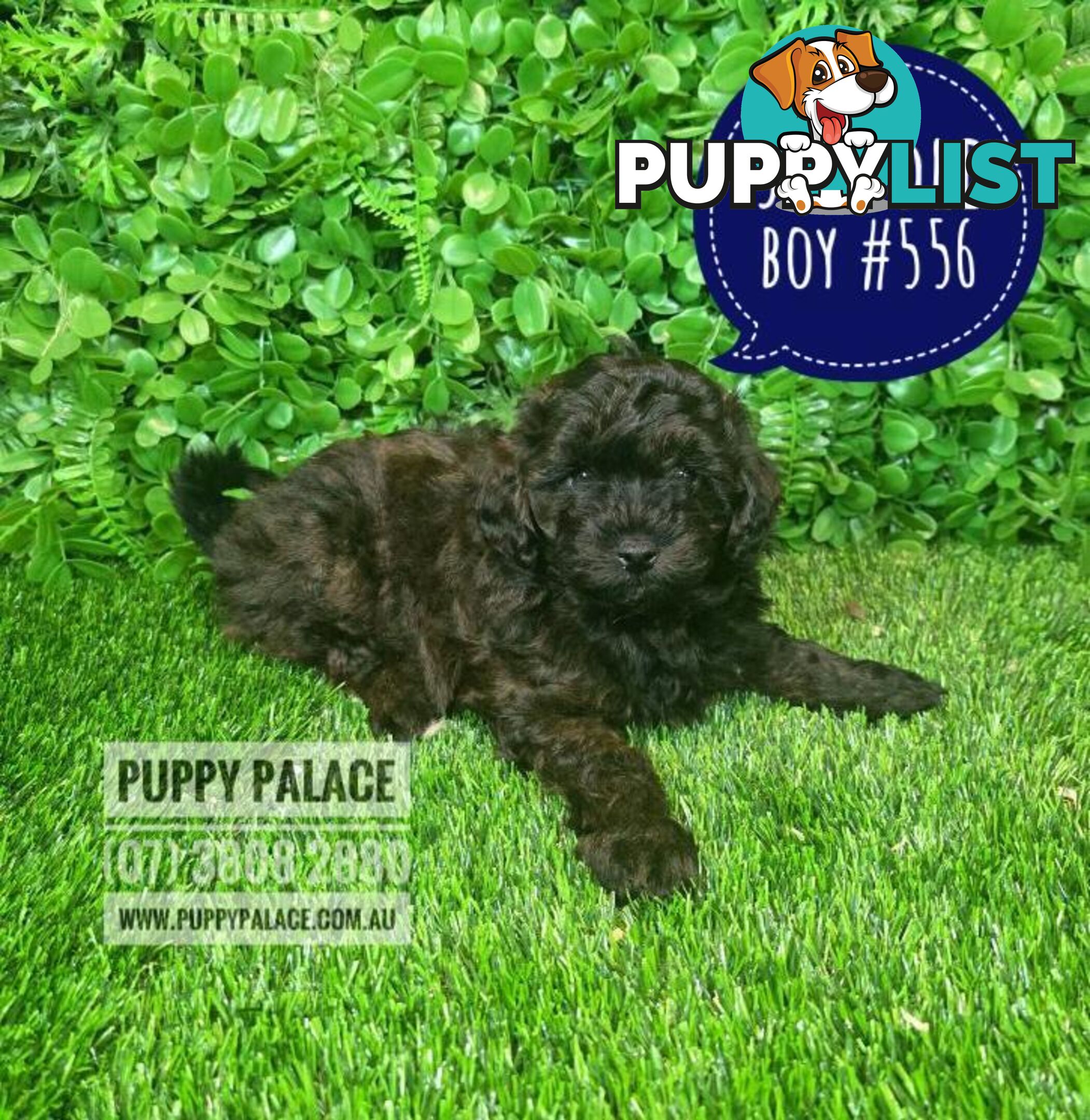 Shoodle (Shih Tzu X Toy Poodle) - In store now at Puppy Palace Pet Shop.