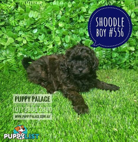 Shoodle (Shih Tzu X Toy Poodle) - In store now at Puppy Palace Pet Shop.