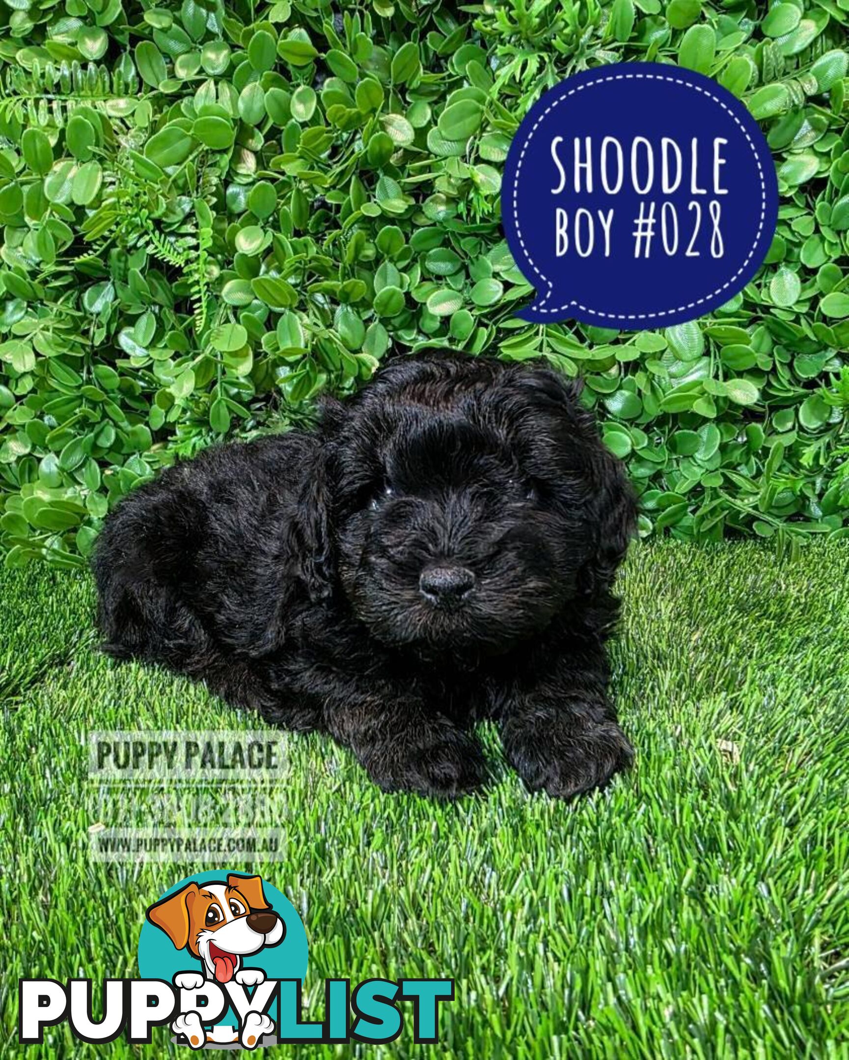 Shoodle (Shih Tzu X Toy Poodle) - In store now at Puppy Palace Pet Shop.