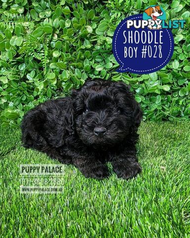 Shoodle (Shih Tzu X Toy Poodle) - In store now at Puppy Palace Pet Shop.