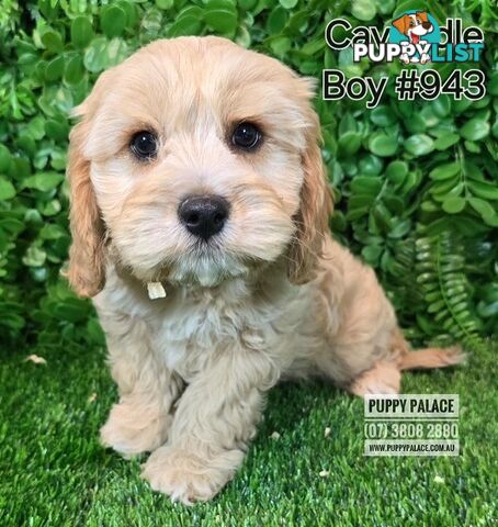 Cavoodle (Cavalier X Toy Poodle) - Boys.  Now at Puppy Palace Pet Shop, Brisbane.07 3808-2880