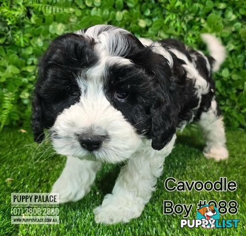 Cavoodle (Cavalier X Toy Poodle) - Boys.  Now at Puppy Palace Pet Shop, Brisbane.07 3808-2880