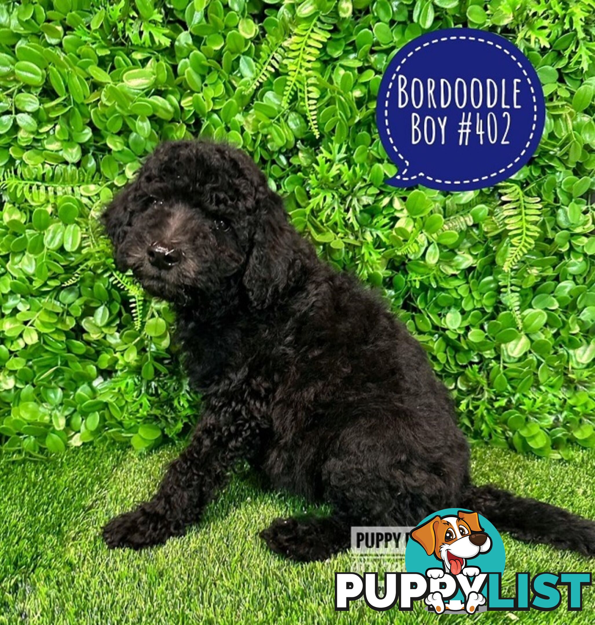 Bordoodle (Border Collie X Std/Mini Poodle) Puppies - Boys & Girls. At Puppy Palace Pet Shop