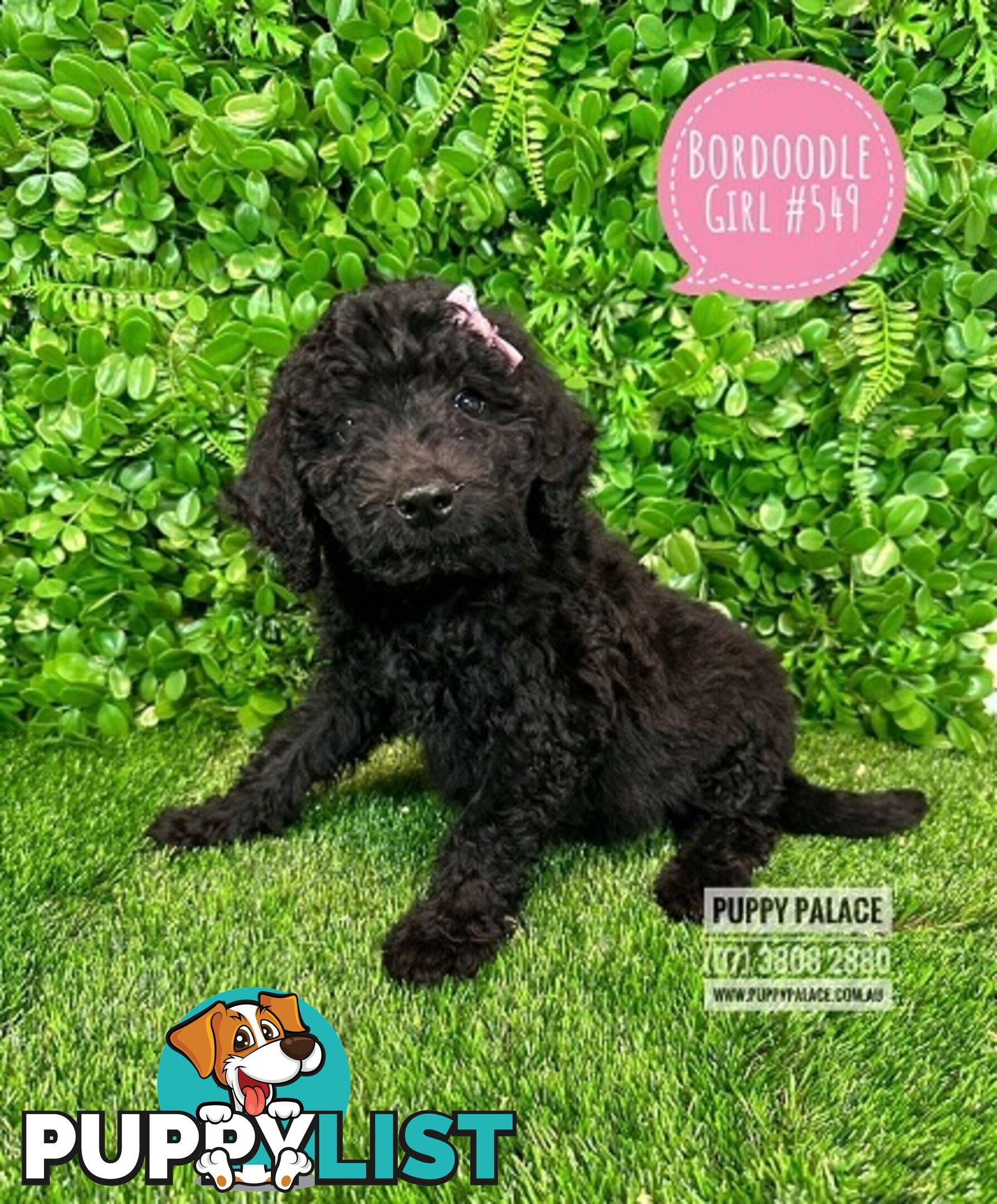 Bordoodle (Border Collie X Std/Mini Poodle) Puppies - Boys & Girls. At Puppy Palace Pet Shop