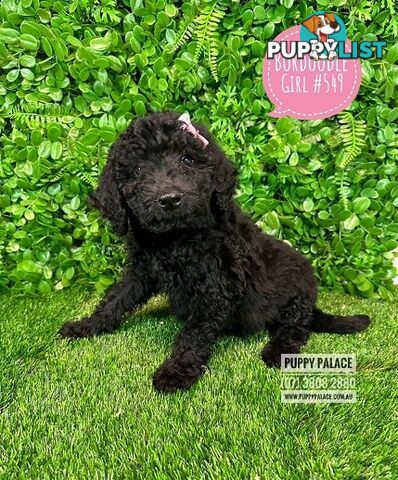 Bordoodle (Border Collie X Std/Mini Poodle) Puppies - Boys & Girls. At Puppy Palace Pet Shop