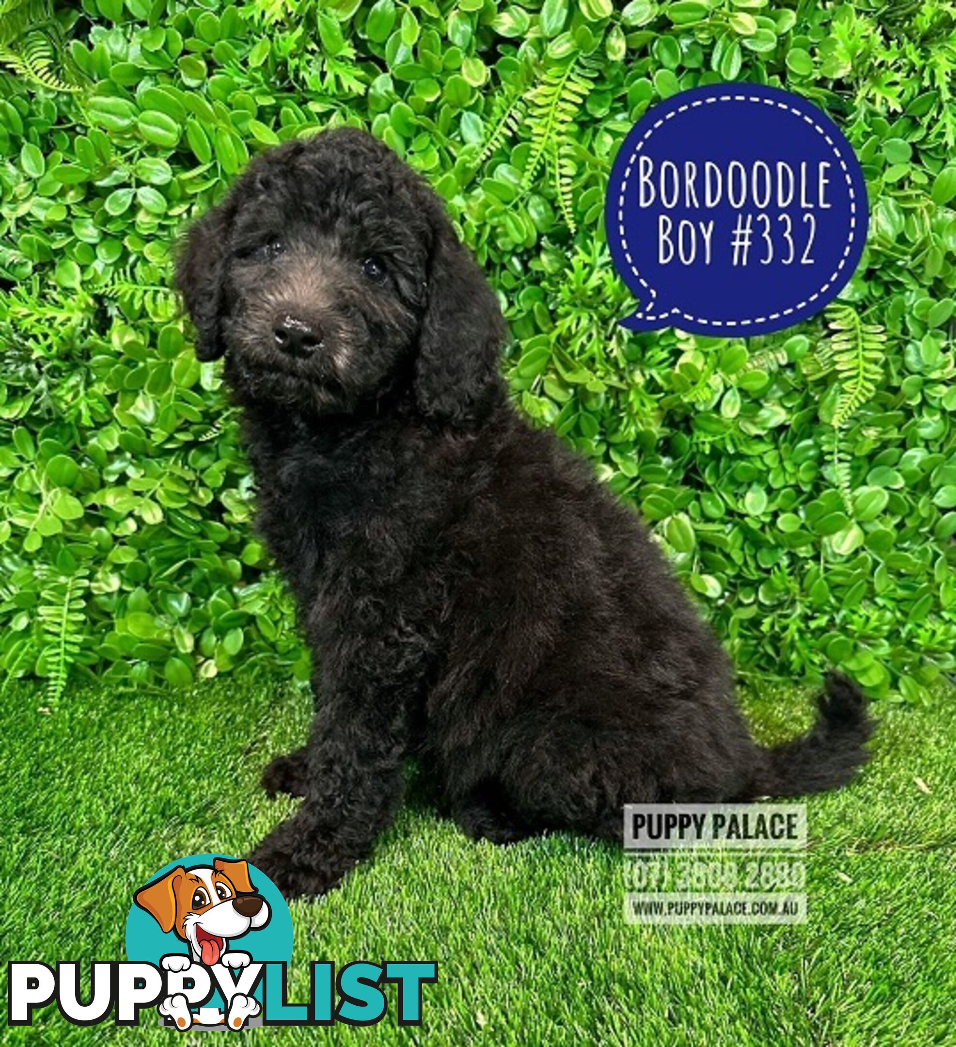 Bordoodle (Border Collie X Std/Mini Poodle) Puppies - Boys & Girls. At Puppy Palace Pet Shop