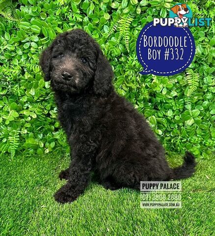 Bordoodle (Border Collie X Std/Mini Poodle) Puppies - Boys & Girls. At Puppy Palace Pet Shop