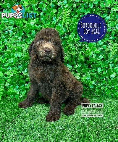 Bordoodle (Border Collie X Std/Mini Poodle) Puppies - Boys & Girls. At Puppy Palace Pet Shop