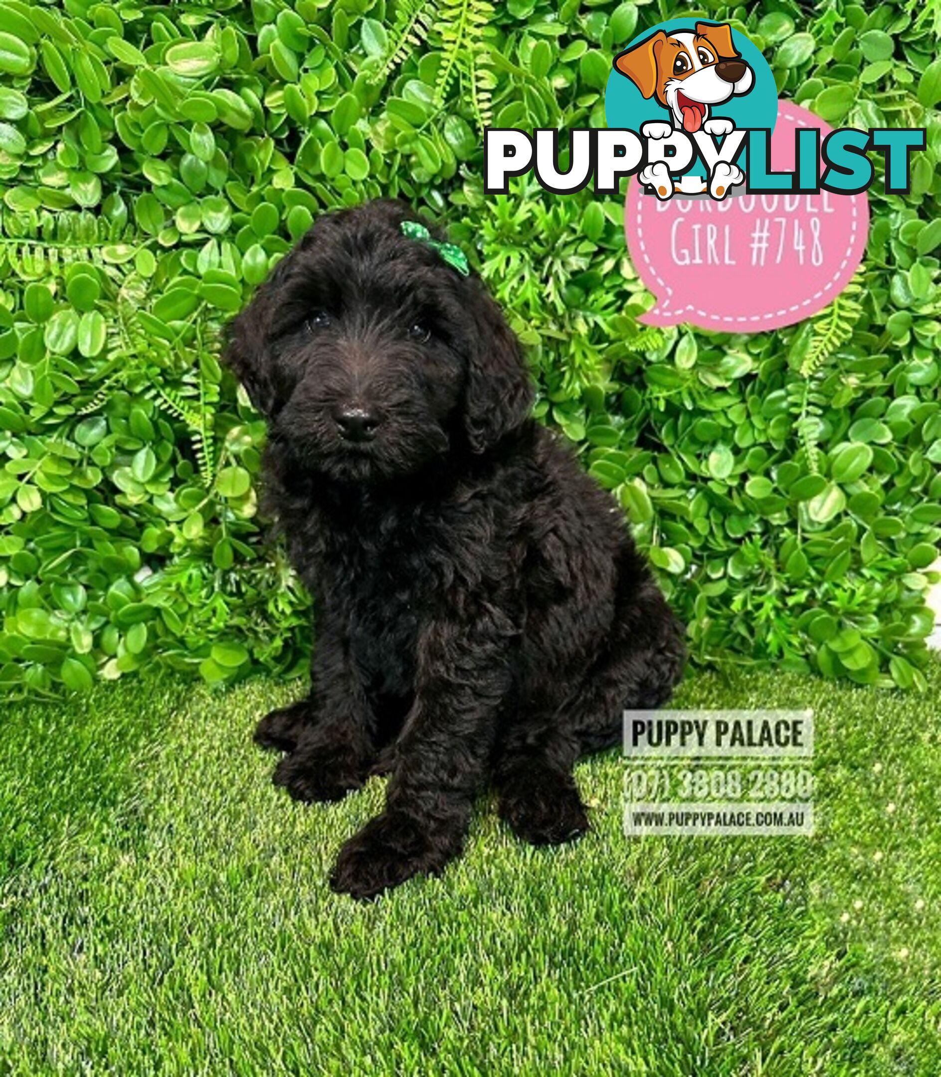 Bordoodle (Border Collie X Std/Mini Poodle) Puppies - Boys & Girls. At Puppy Palace Pet Shop