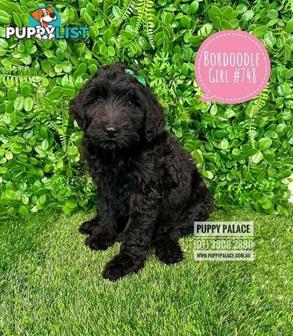 Bordoodle (Border Collie X Std/Mini Poodle) Puppies - Boys & Girls. At Puppy Palace Pet Shop