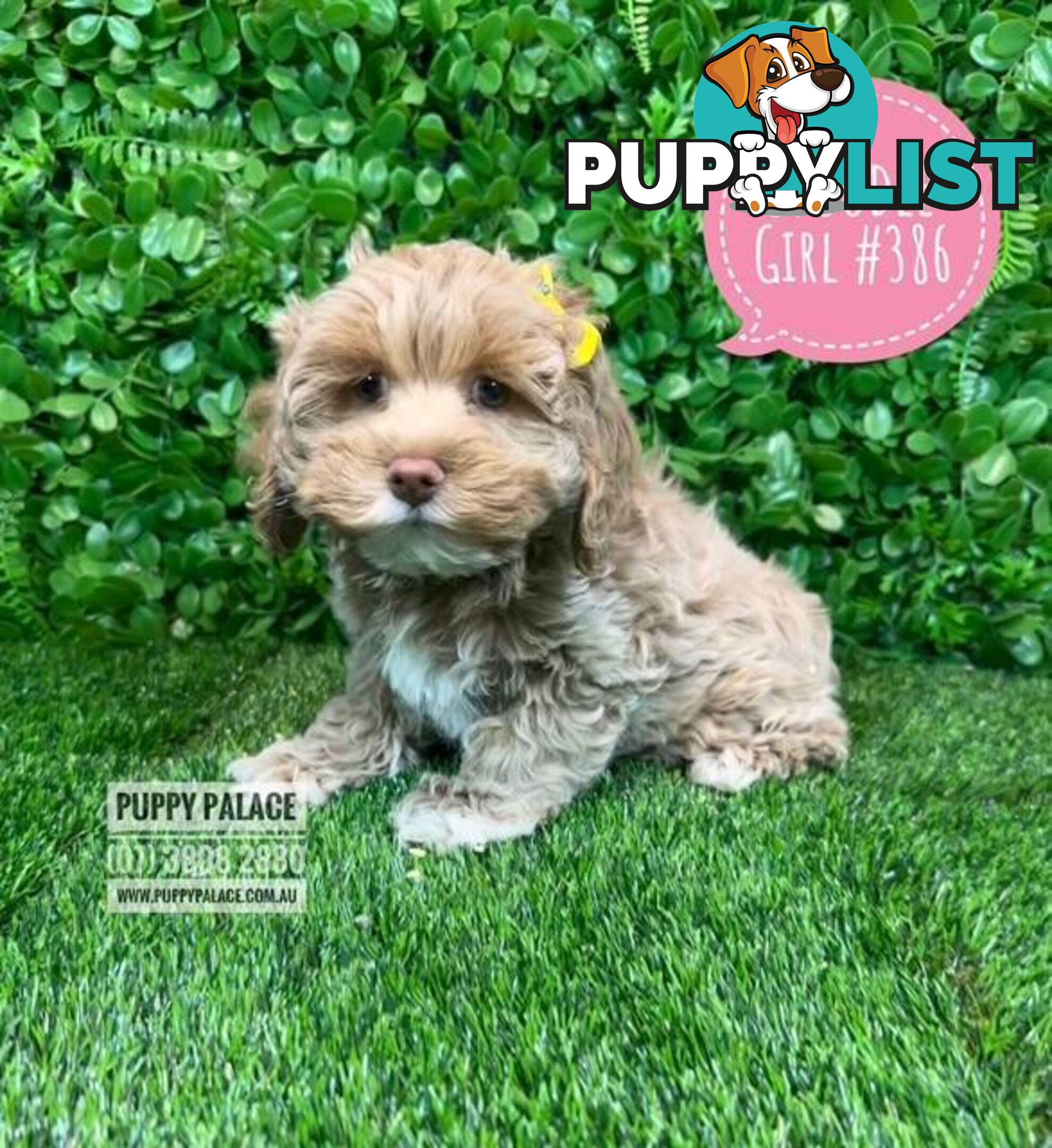 Spoodle /Cockerpoo Pups  (Spoodle X Red Toy Poodle) At Puppy Palace Pet shop, Brisbane. 07 3808 2880