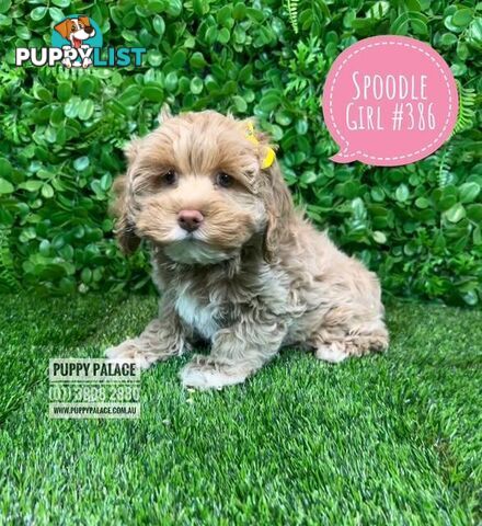 Spoodle /Cockerpoo Pups  (Spoodle X Red Toy Poodle) At Puppy Palace Pet shop, Brisbane. 
