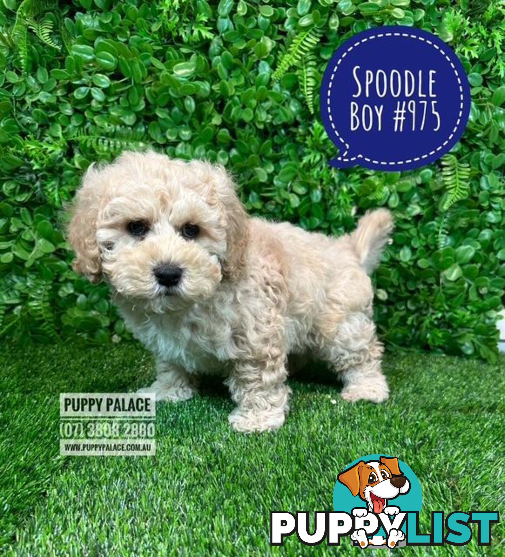 Spoodle /Cockerpoo Pups  (Spoodle X Red Toy Poodle) At Puppy Palace Pet shop, Brisbane. 07 3808 2880