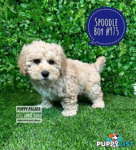 Spoodle /Cockerpoo Pups  (Spoodle X Red Toy Poodle) At Puppy Palace Pet shop, Brisbane. 07 3808 2880