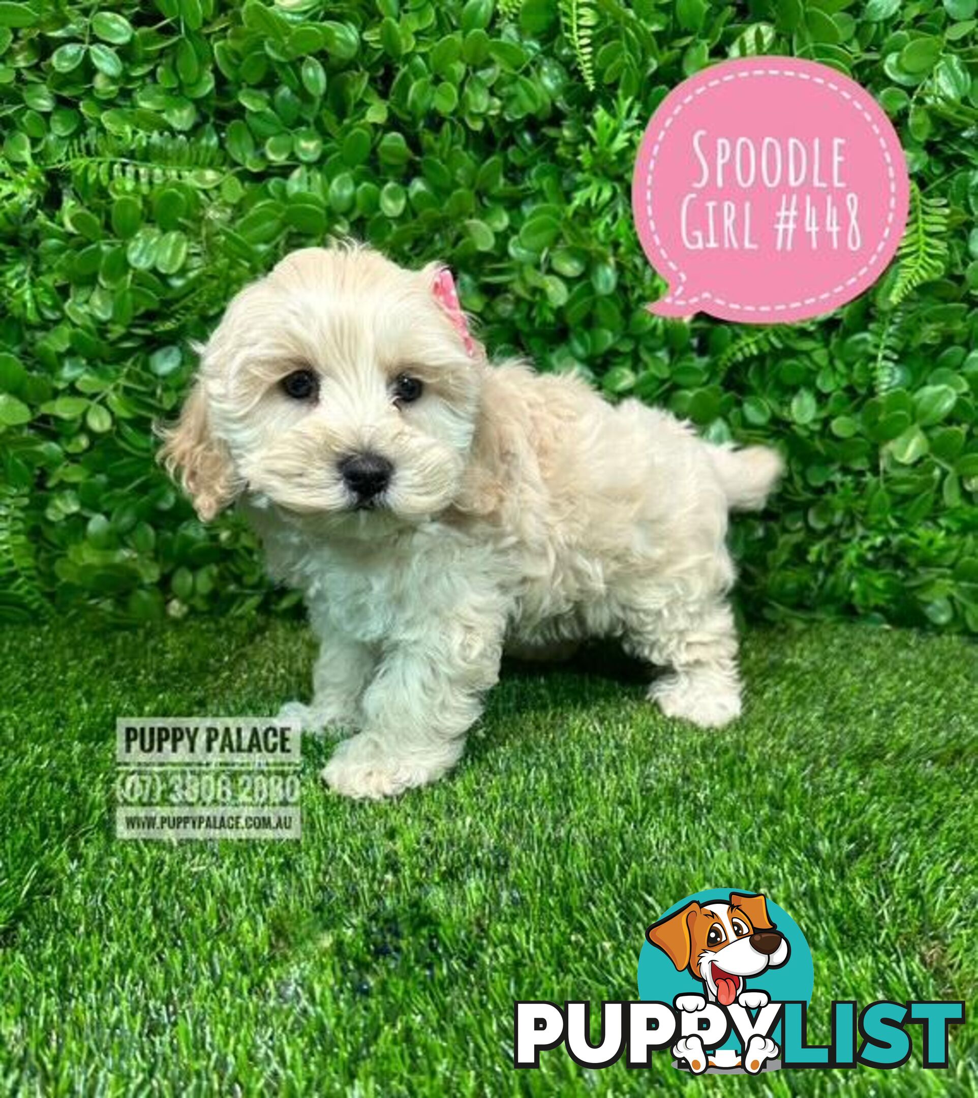Spoodle /Cockerpoo Pups  (Spoodle X Red Toy Poodle) At Puppy Palace Pet shop, Brisbane. 07 3808 2880