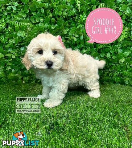 Spoodle /Cockerpoo Pups  (Spoodle X Red Toy Poodle) At Puppy Palace Pet shop, Brisbane. 07 3808 2880
