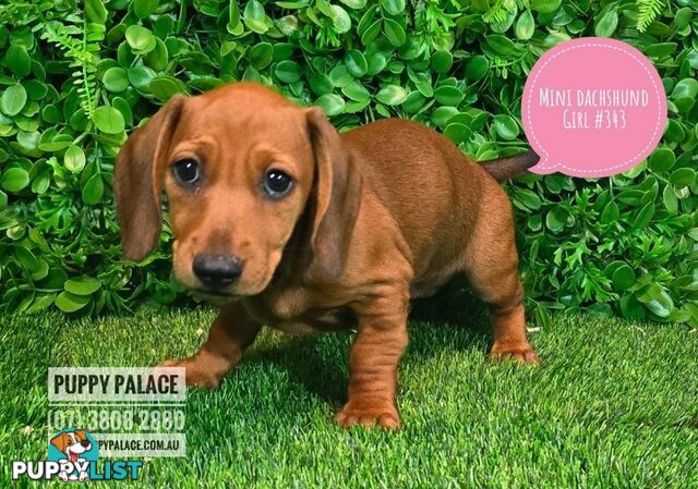 Miniature Dachshund Puppies -  At Puppy Palace Pet Shop, Underwood. 07 3808-2880