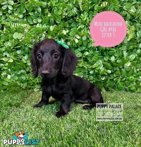 Miniature Dachshund Puppies - Boys & Girl.   At Puppy Palace Pet Shop, Underwood. 07 3808-2880