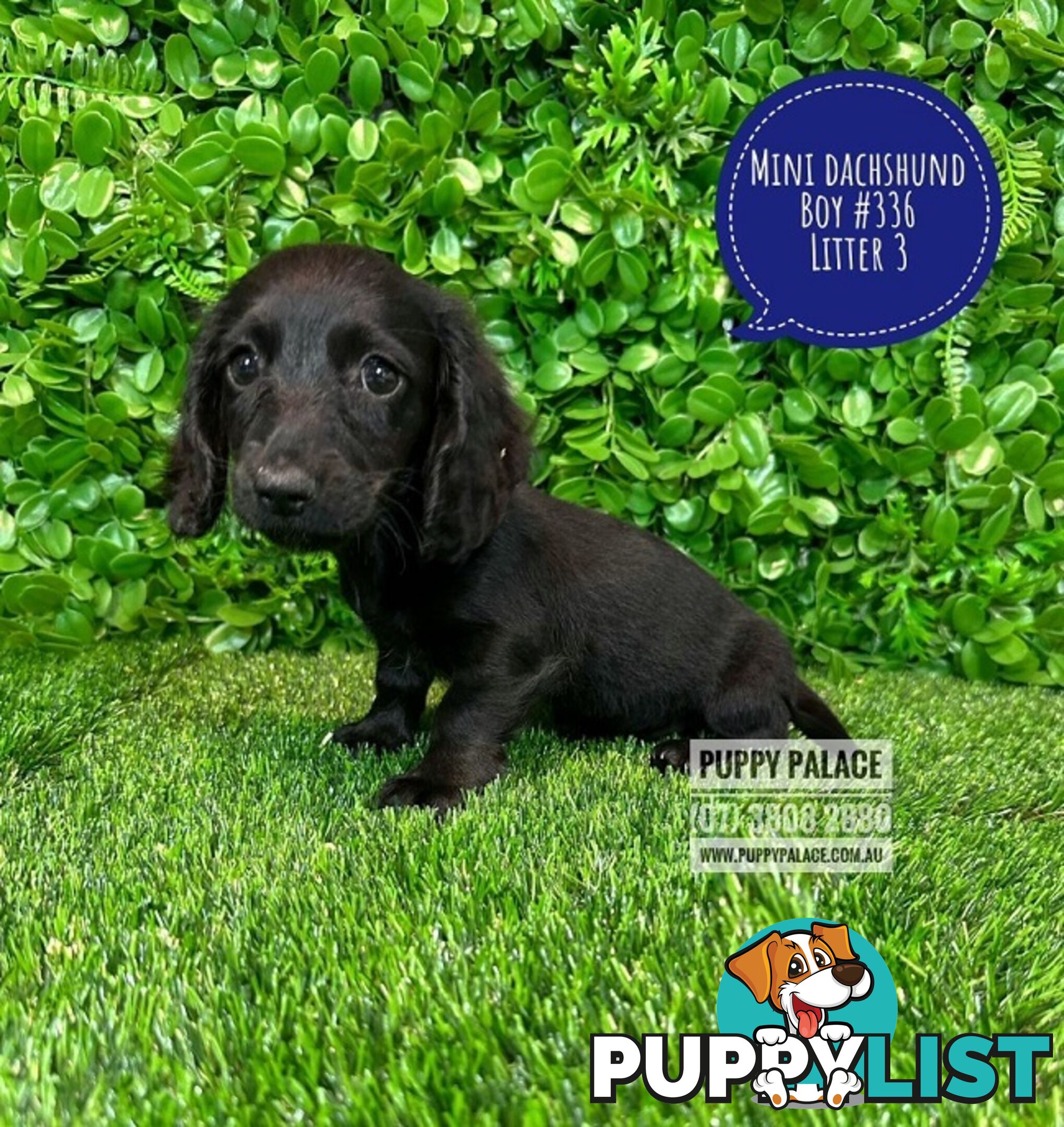 Miniature Dachshund Puppies - Black & Black/Tan Pups.  At Puppy Palace Pet Shop, Underwood. 07 3808-2880