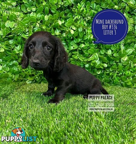 Miniature Dachshund Puppies - Boys & Girls.  3 Litters. At Puppy Palace Pet Shop, Underwood. 07 3808-2880